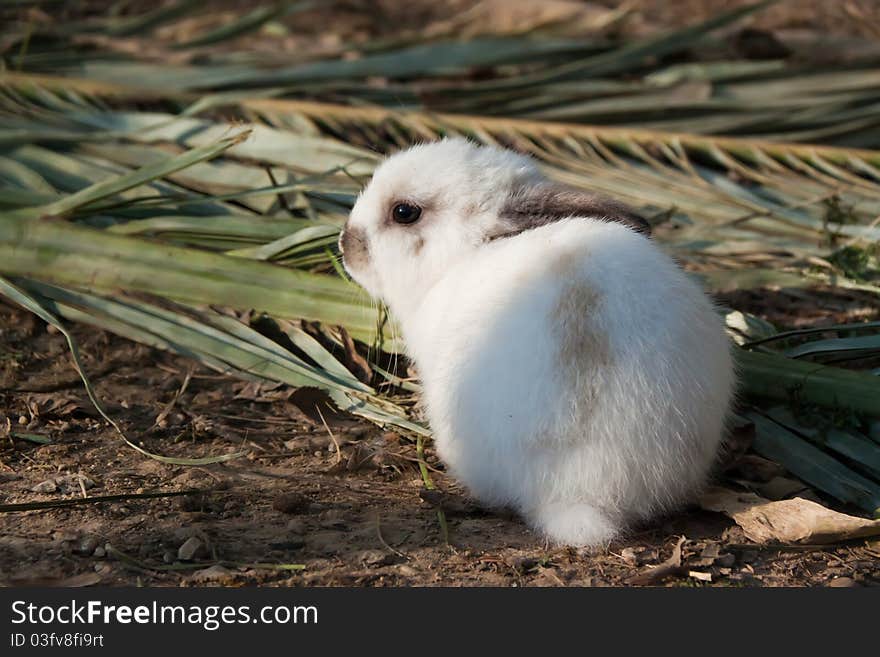 A very young rabbit, with plam leaves.