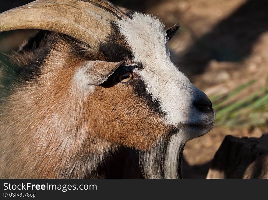 A horny goat, close shot with blurry background.