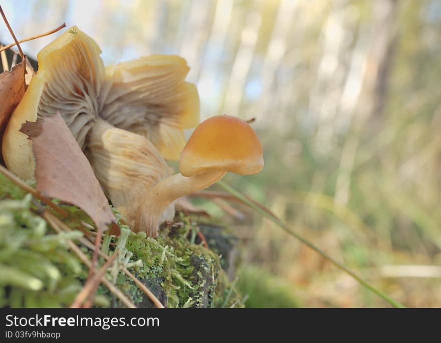 Forest mushroom. Poisonous mushroom. Mushrooms on a stump.