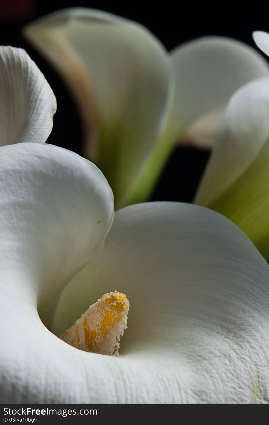 Calla lilies, colse shot with black background