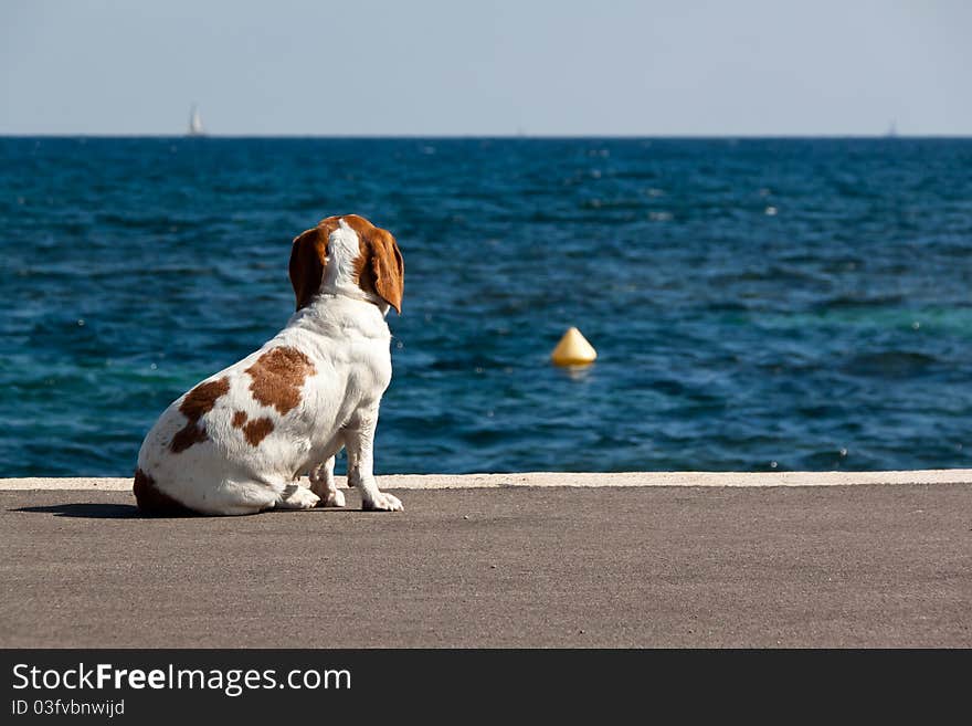 A dog watching the sea from a dock