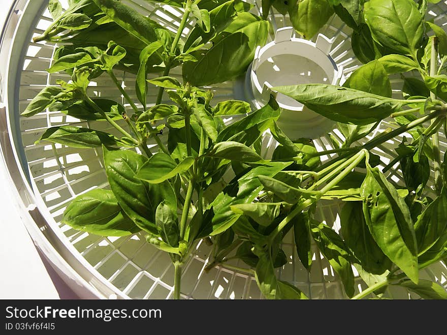 A tray of fresh basil on a drying tray. A tray of fresh basil on a drying tray