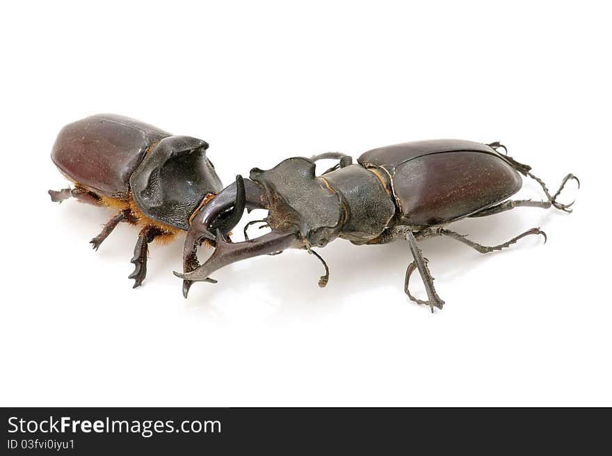 Stag beetle and rhinoceros beetle