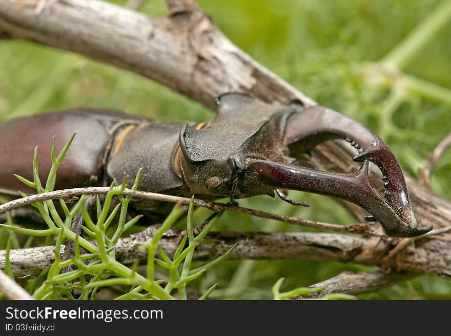 Close up photograph of a stag beetle  flying in a natural field