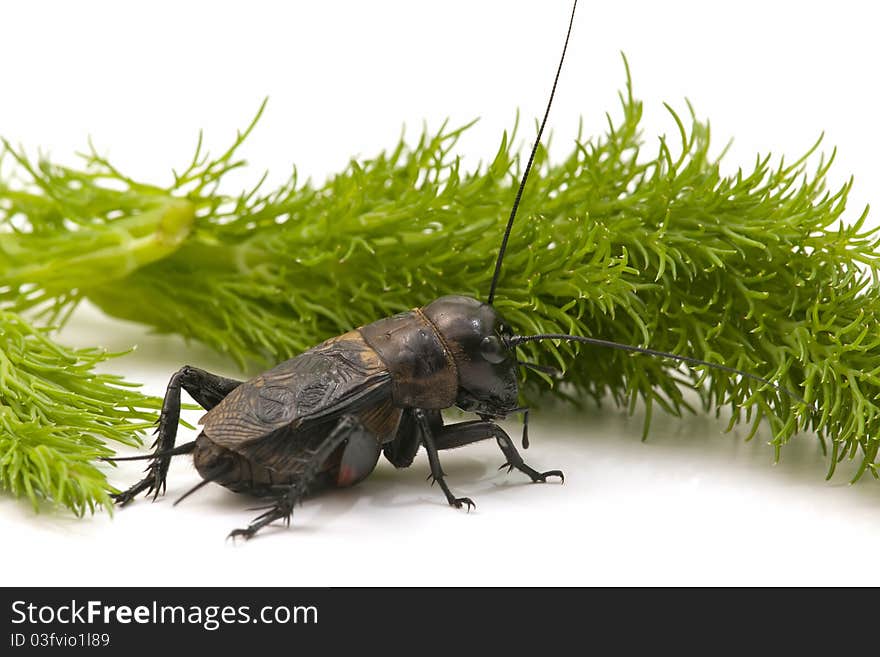 Close-up of Black cricket on white background