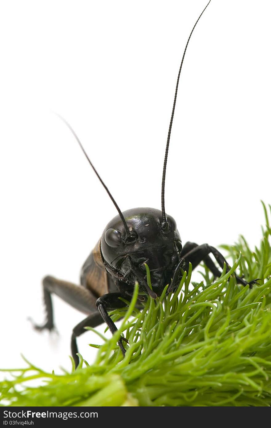 Close-up of Black cricket on white background. Close-up of Black cricket on white background