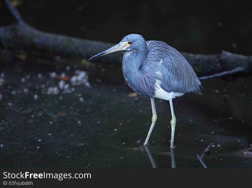 A beautiful Tricolored Heron in cool lighting at Sanibel Island's J.N. Ding Darling Refuge.