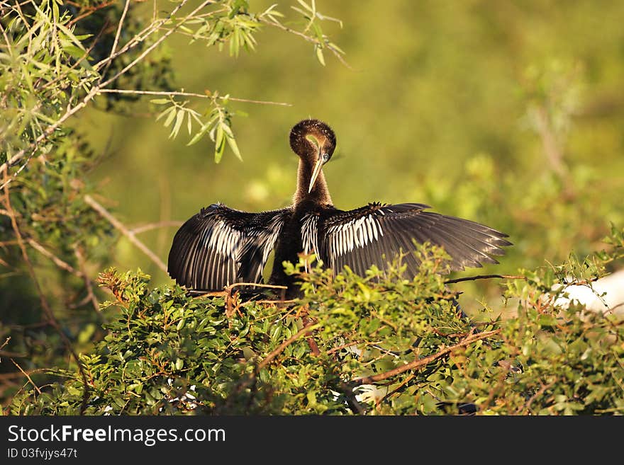 Anhinga Preening