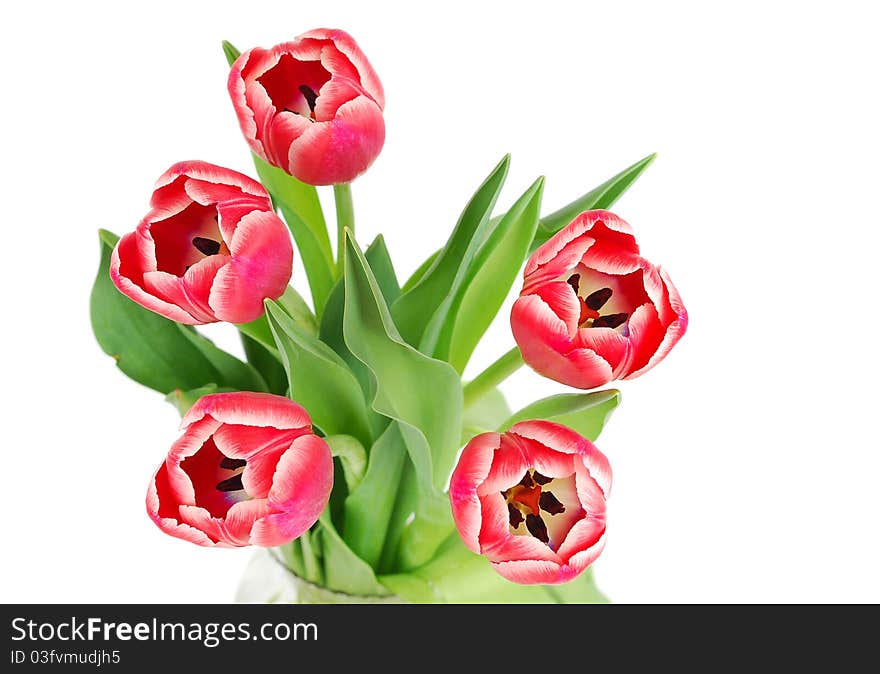 Beautiful pink fresh spring tulips isolated on white background. Beautiful pink fresh spring tulips isolated on white background