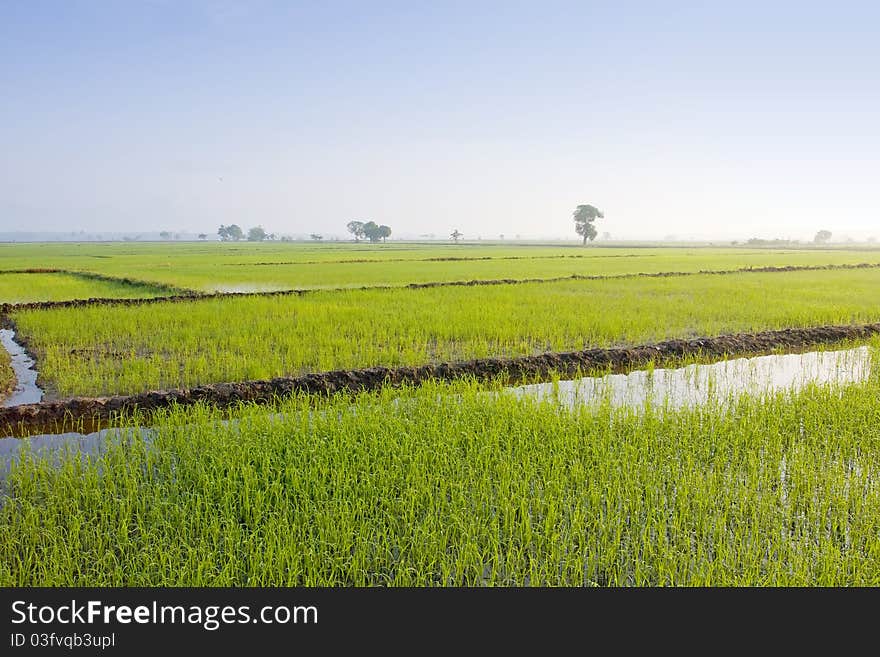 Early morning nature at paddy landscape