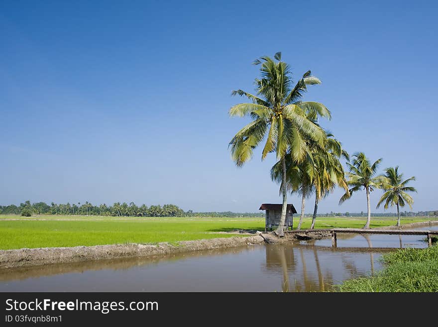 Paddy landscape and blue sky