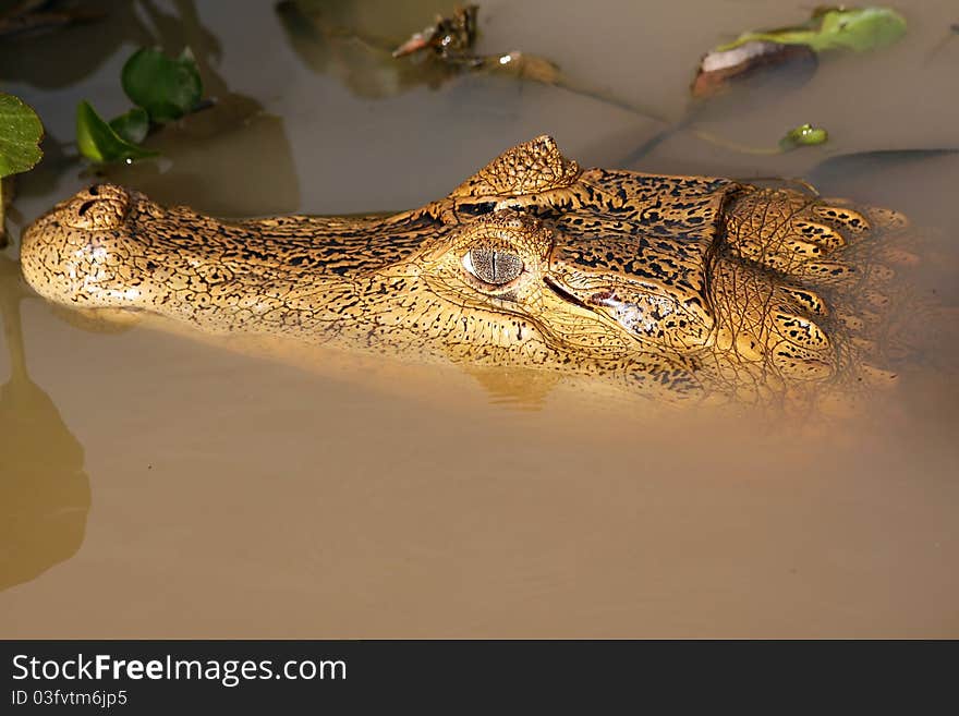 Crocodile head in the murky waters. Crocodile head in the murky waters