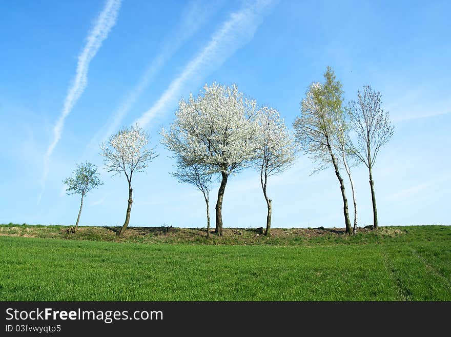 Spring trees