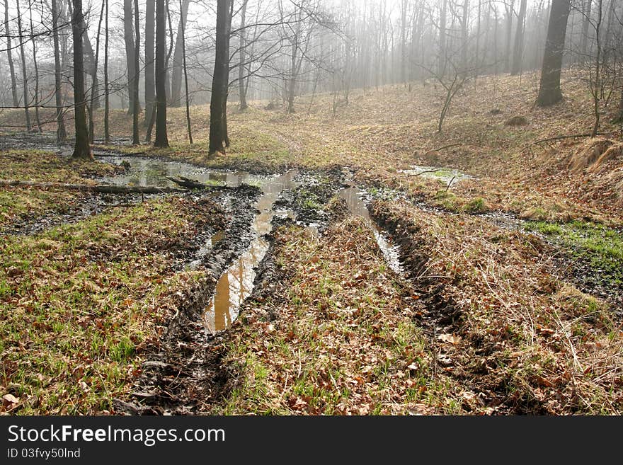 Ravaged Forest