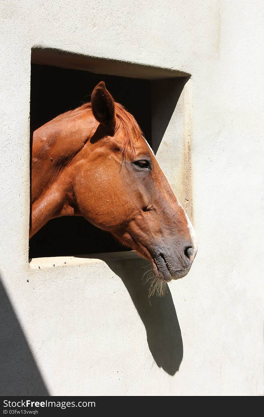 Horse head protruding from stable window