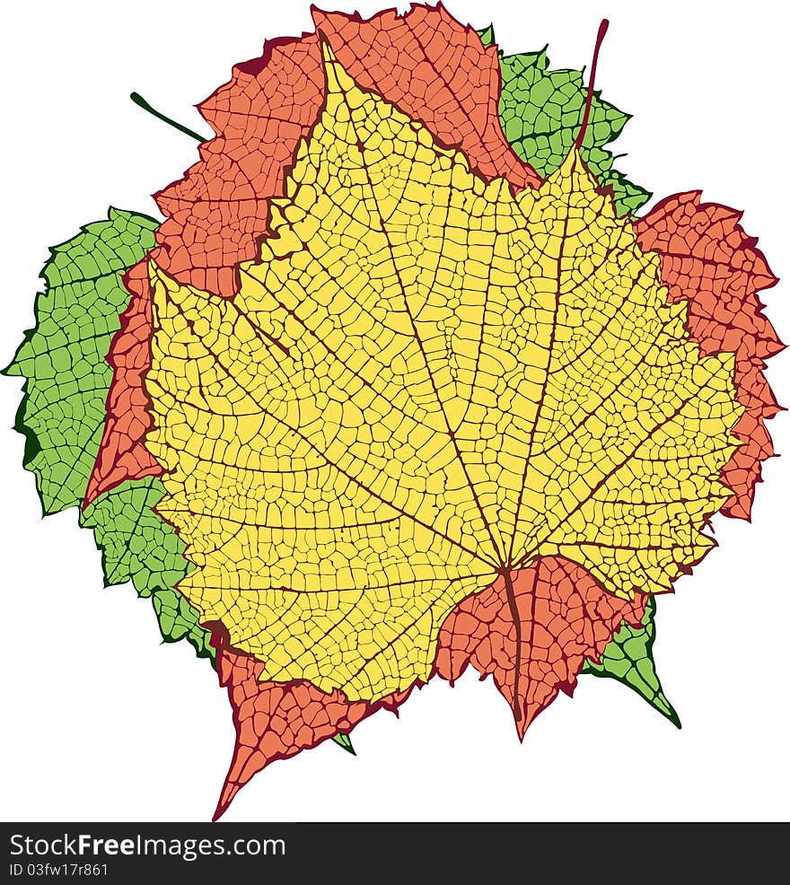 Vector drawing of leaves with detailed venation. Vector drawing of leaves with detailed venation