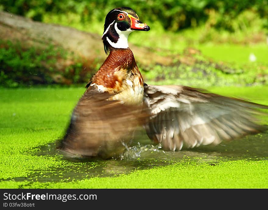 Action of American wood duck in water swamp