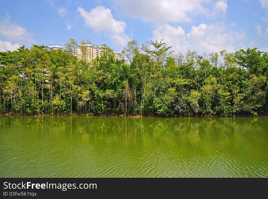 Trees by the river on sunny day