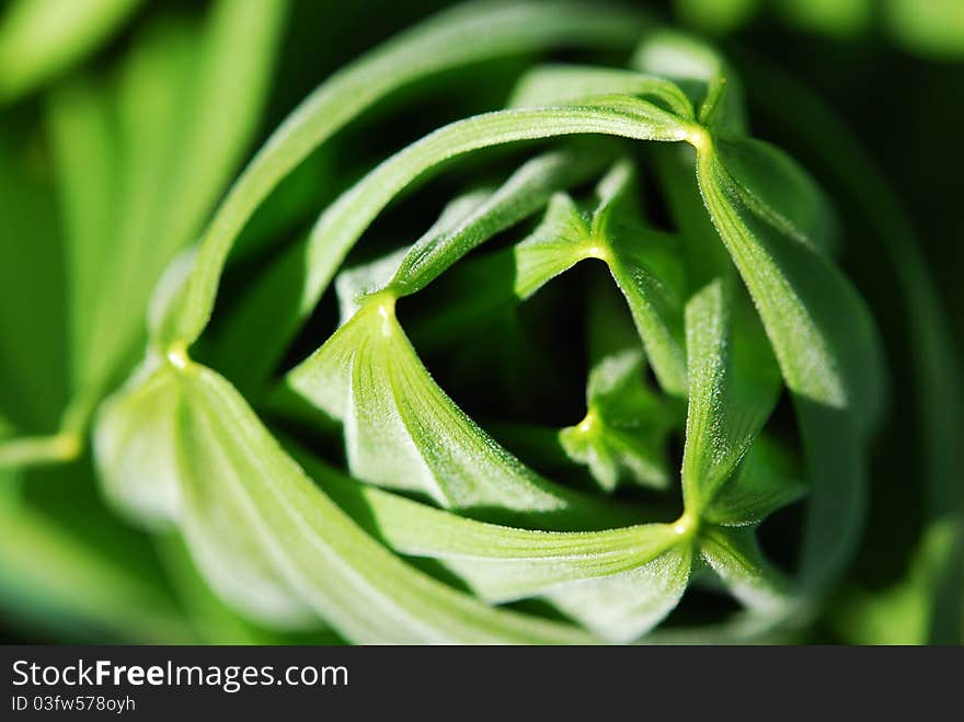 A renewable hellebore in the spring, its leaves