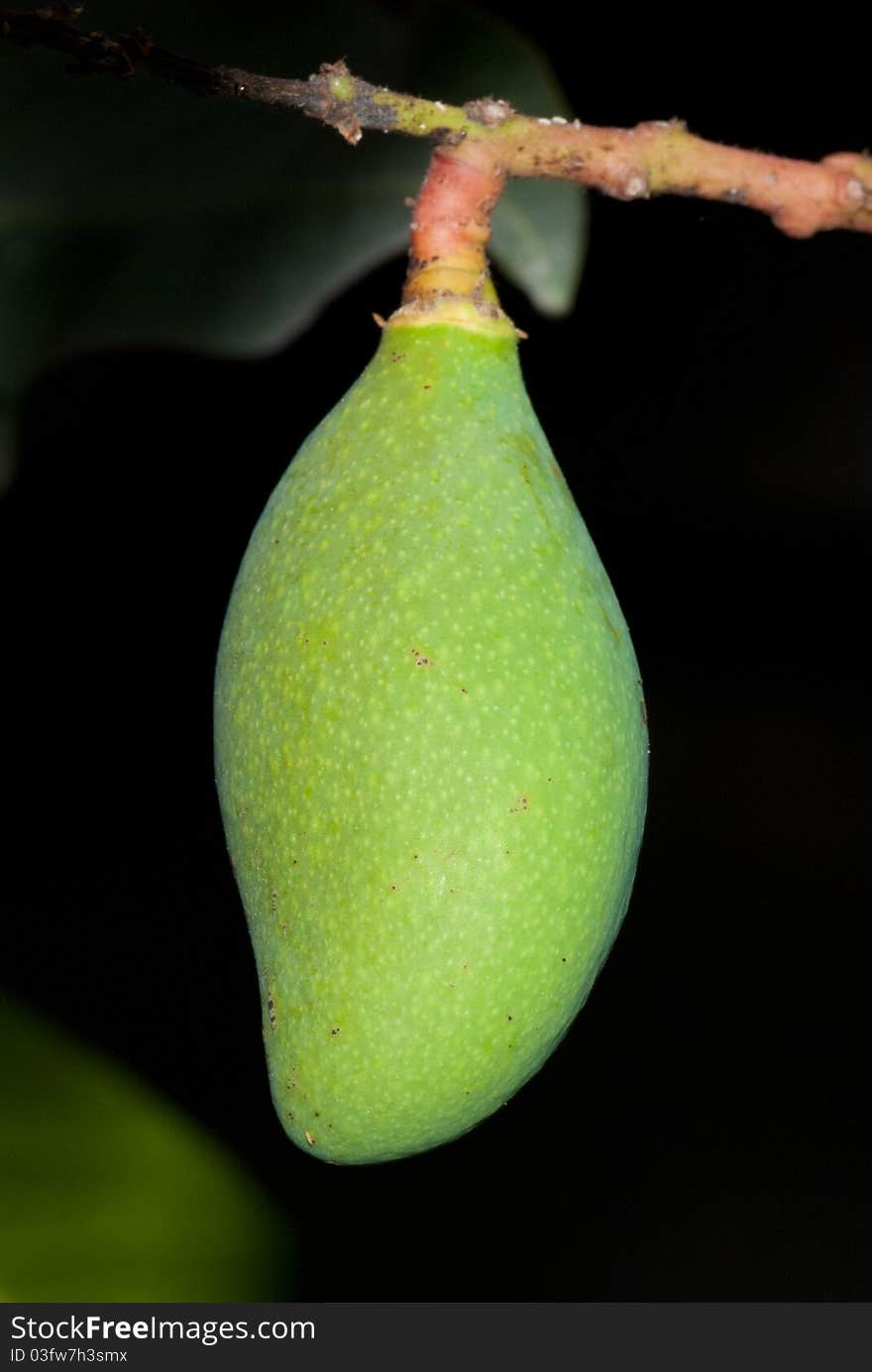 A green mango suspend in branch