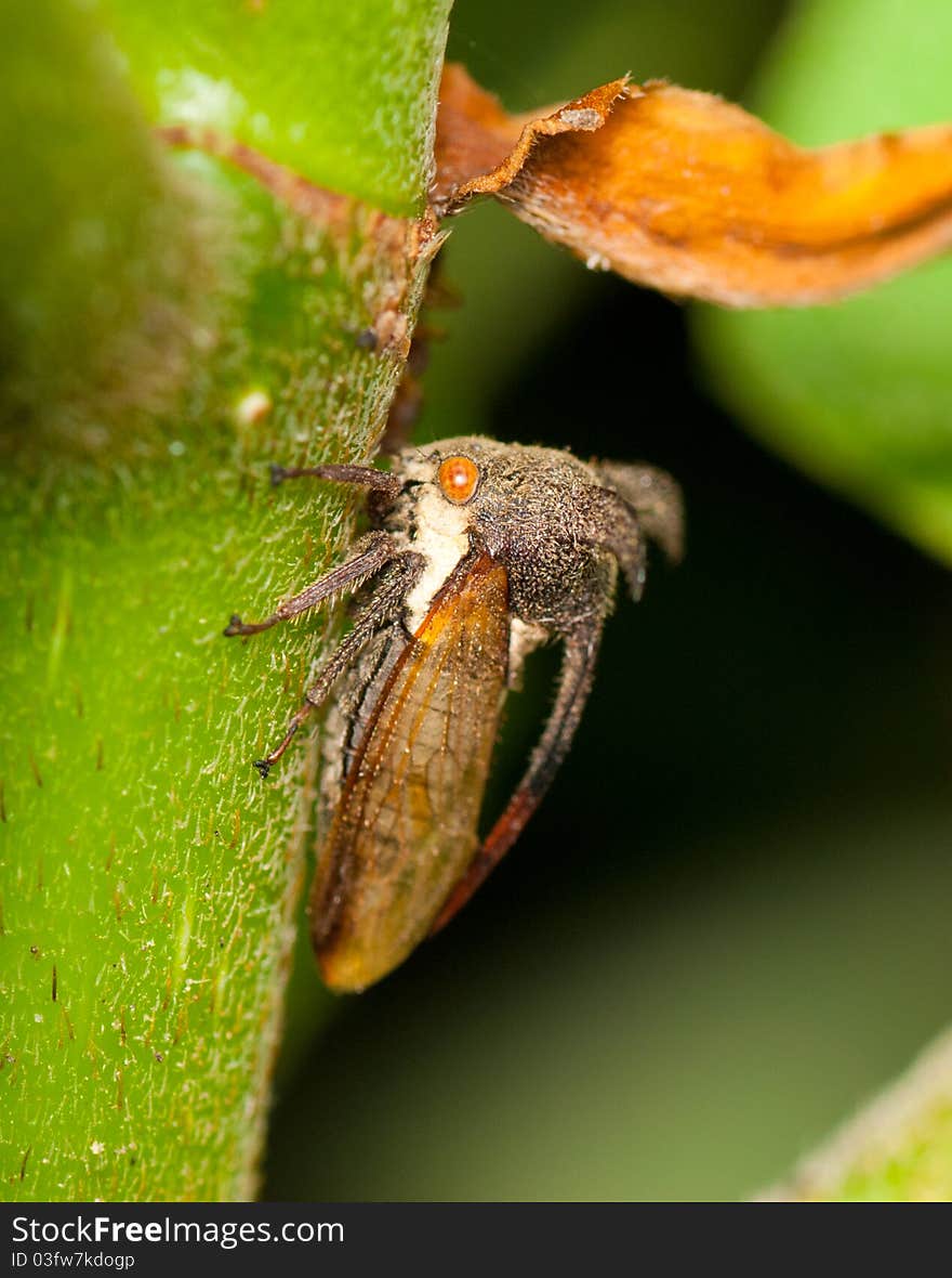 Treehopper