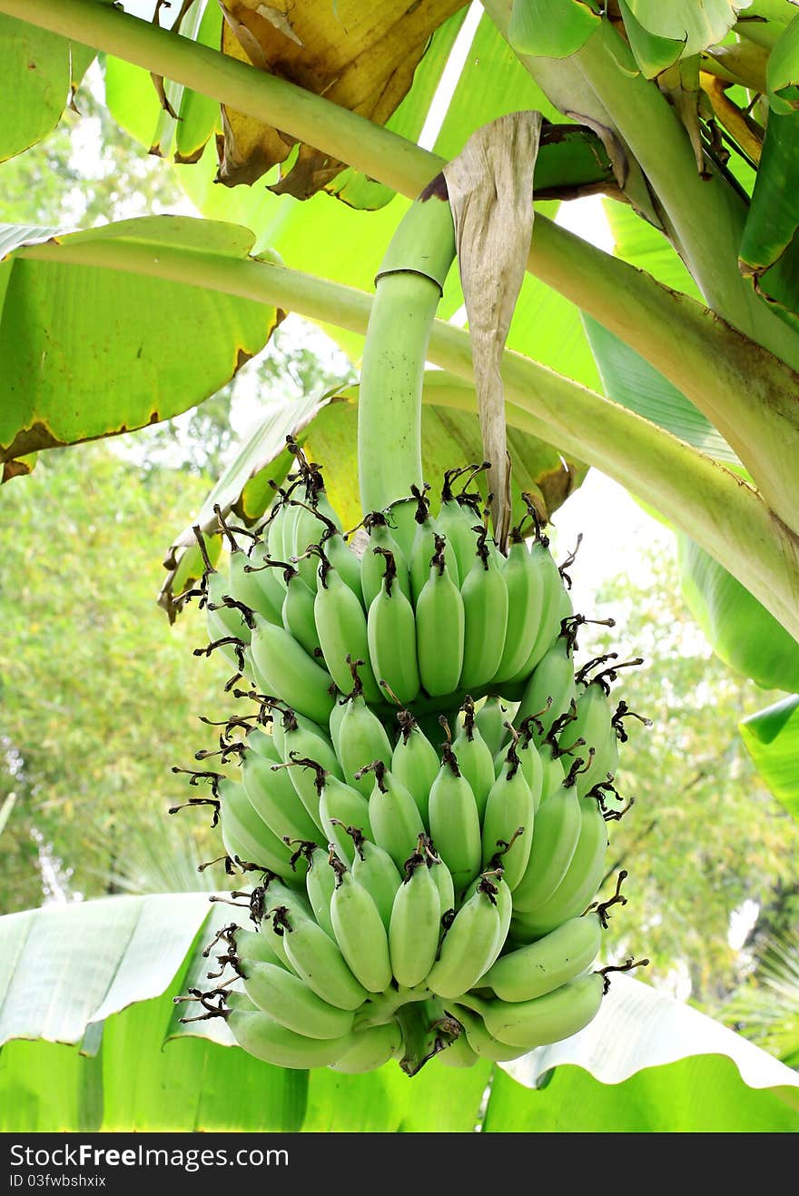 Bananas on a tree