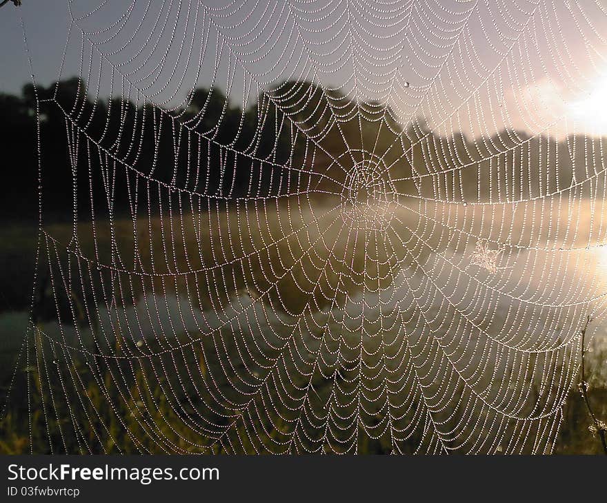 Cobwebs on the grass