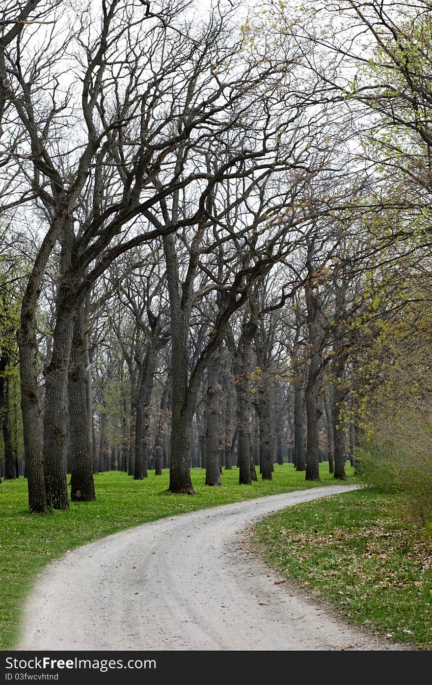 Walkway between trees in park