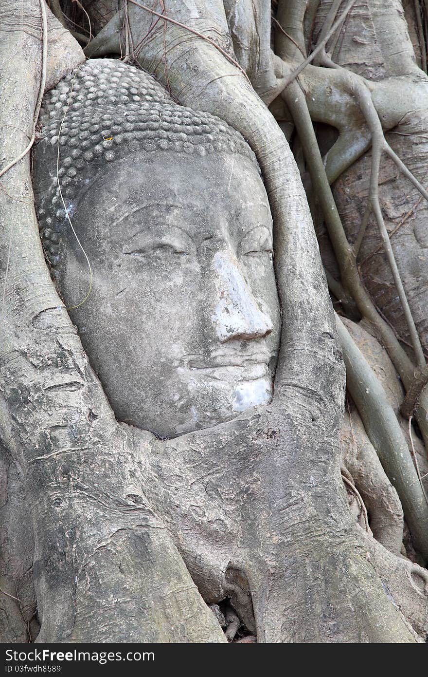 Buddha statue entwined by roots of spiritual tree at Wat Phra Mahathat Ayuthaya