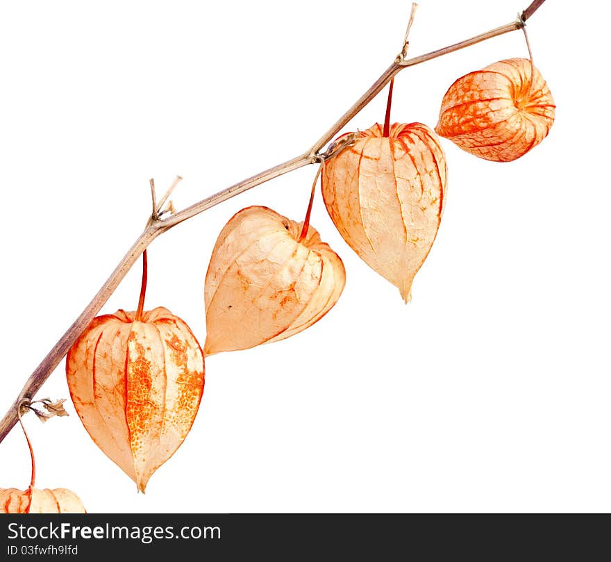 Physalis alkekengi isolated on a white background. Physalis alkekengi isolated on a white background.