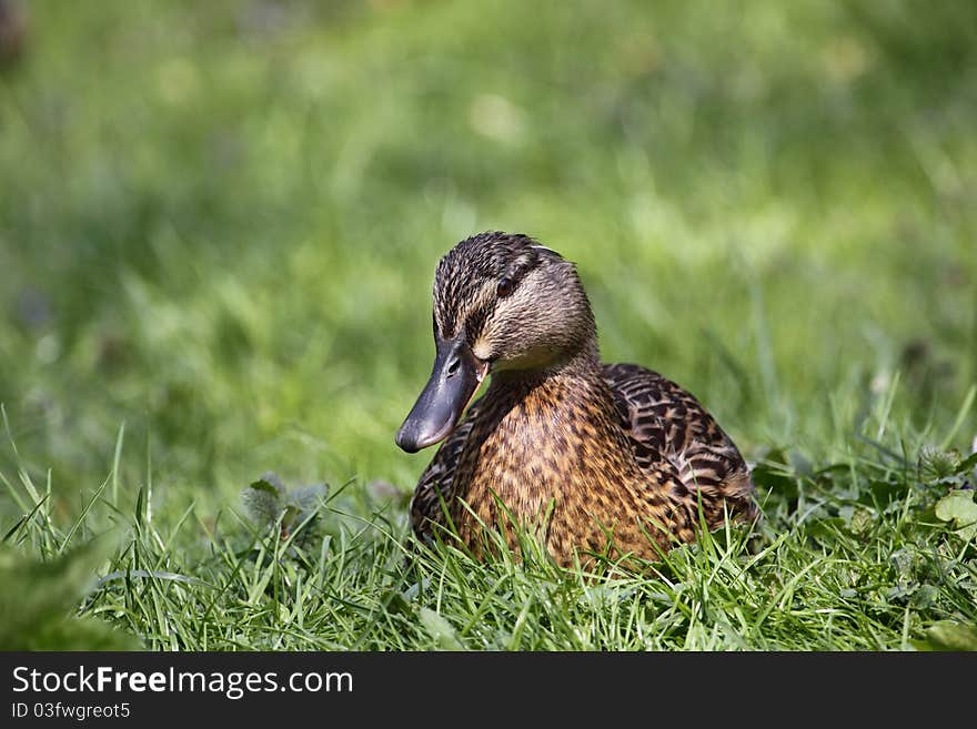 The wild duck lying on the grass.