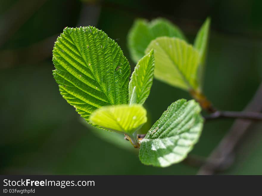 Macro Short Of Fresh Leafs