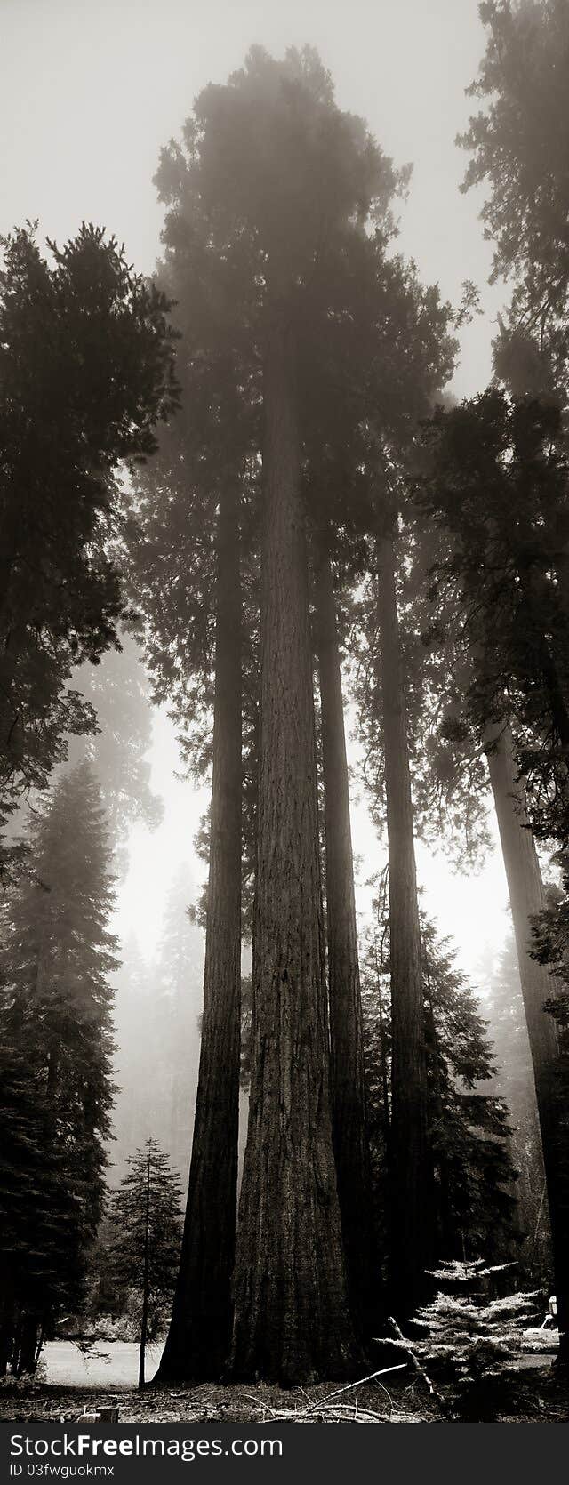 Giant Sequoias In Yosemite