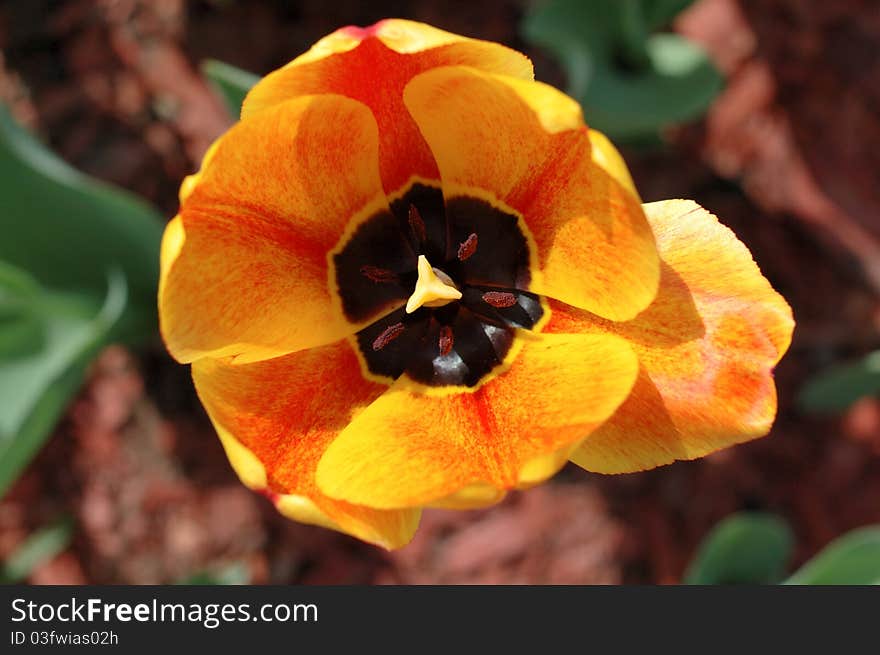 Yellow-red tulip flowers.