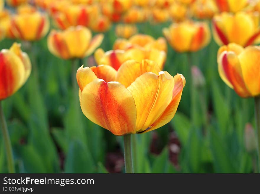 Yellow-red tulip flowers.