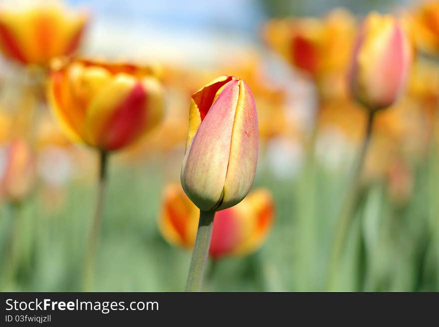 Spring yellow-red tulip flowers on defocused (blurred) background. Spring yellow-red tulip flowers on defocused (blurred) background.