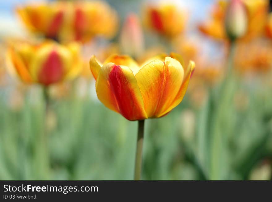 Spring yellow-red tulip flowers on defocused (blurred) background. Spring yellow-red tulip flowers on defocused (blurred) background.