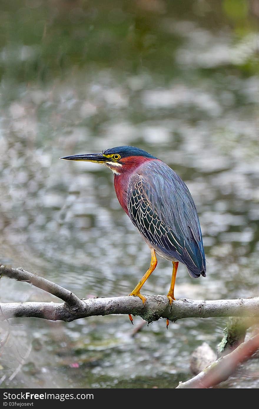 Green Heron standing on branch over pond.