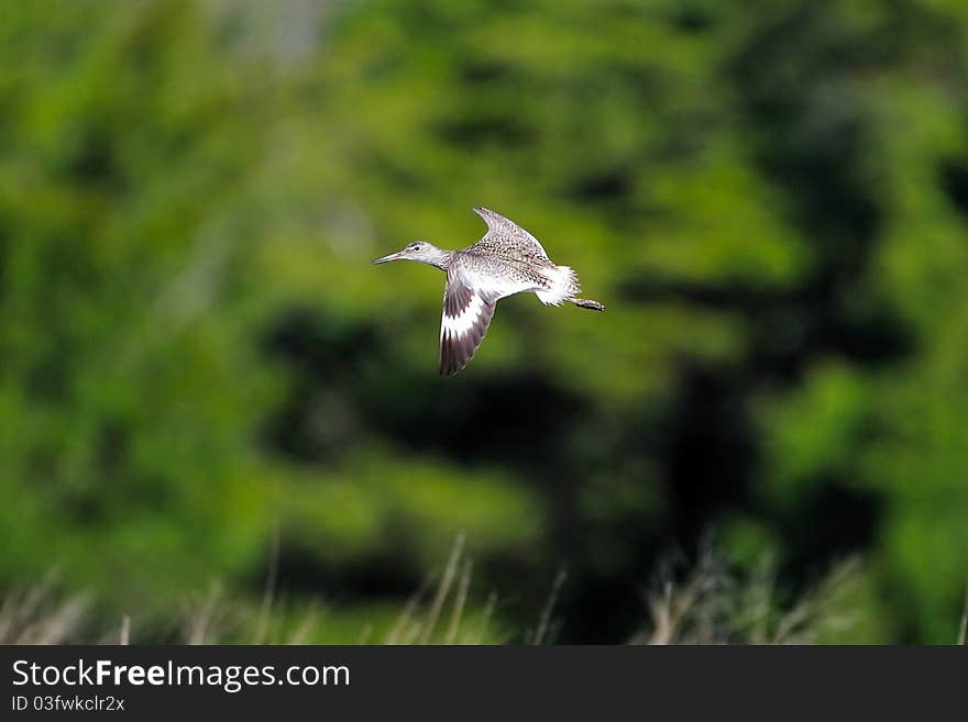 Willet