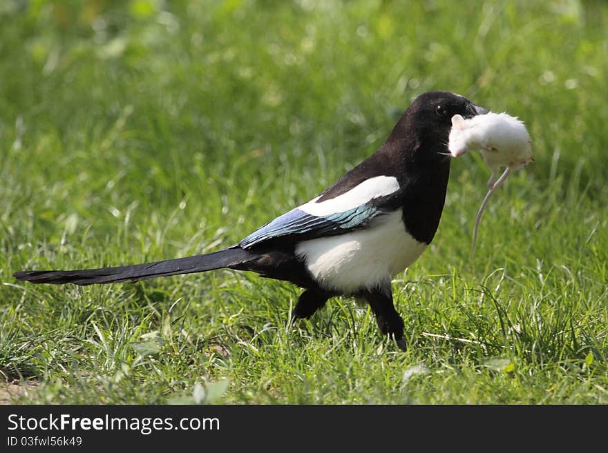 European magpie