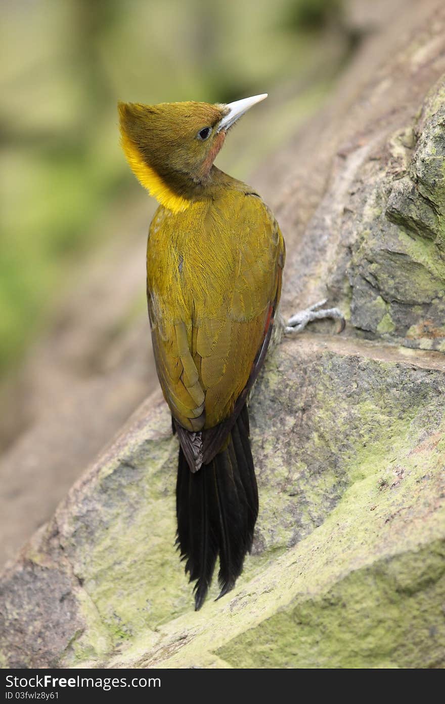 The greater yellownape sitting on the rock.