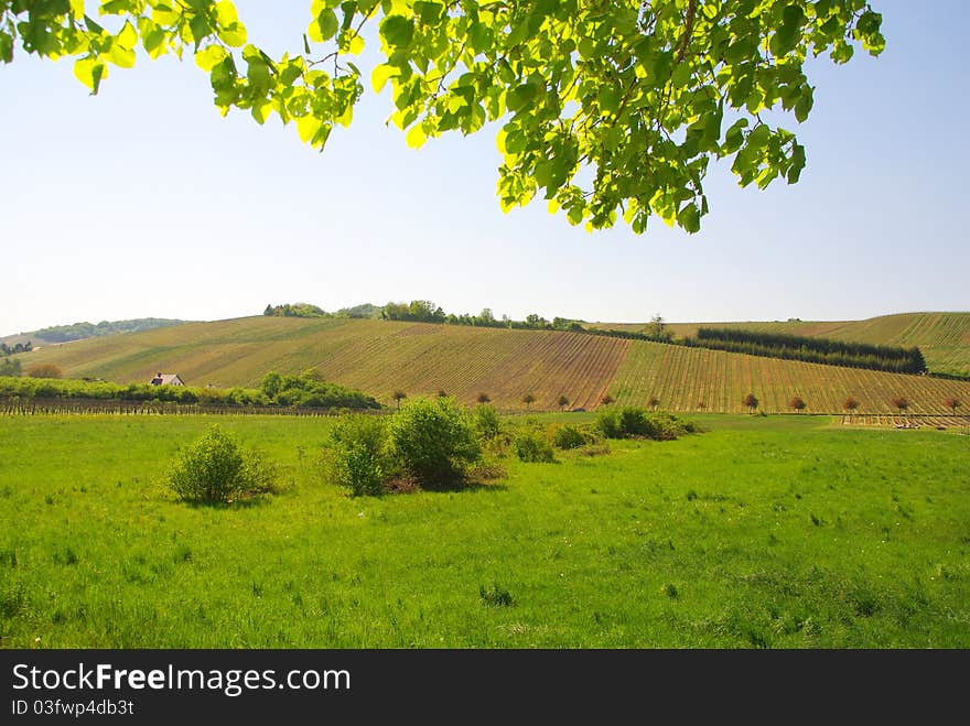 Wine valley landscape in springtime. Wine valley landscape in springtime