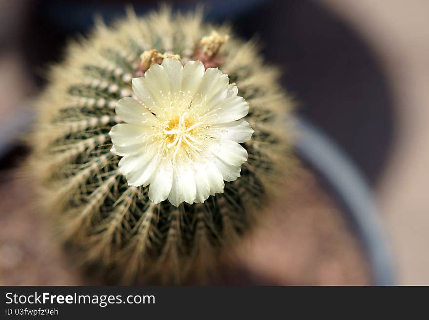 Cactus with white flower in the pot. Cactus with white flower in the pot