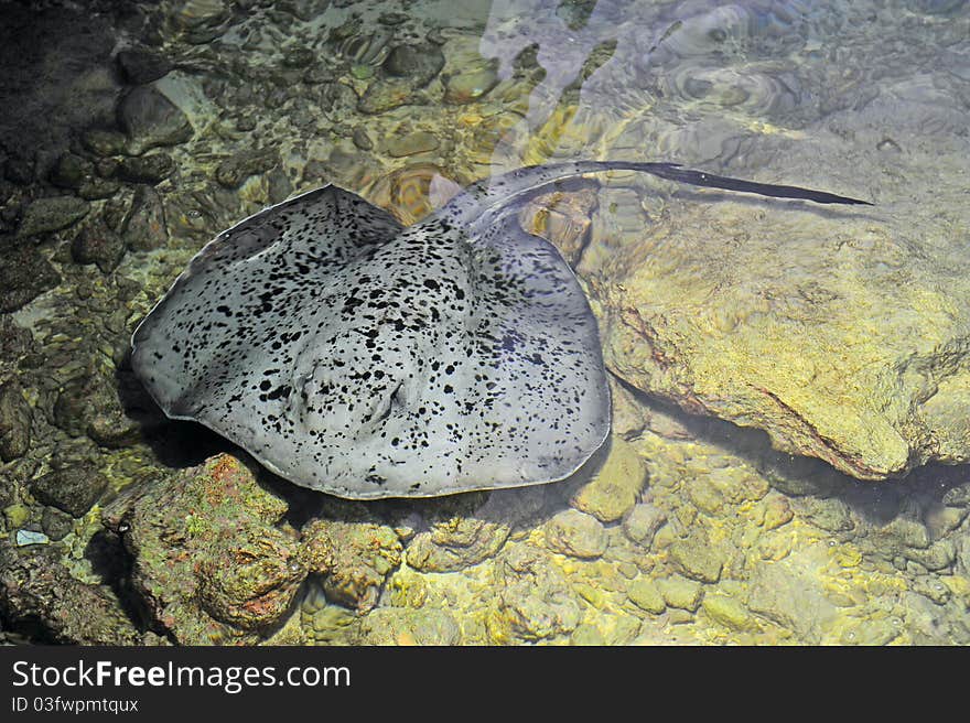 Giant spotted stingray in the sea at night