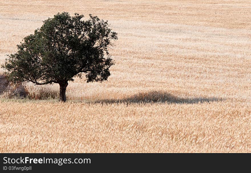 Olive Tree