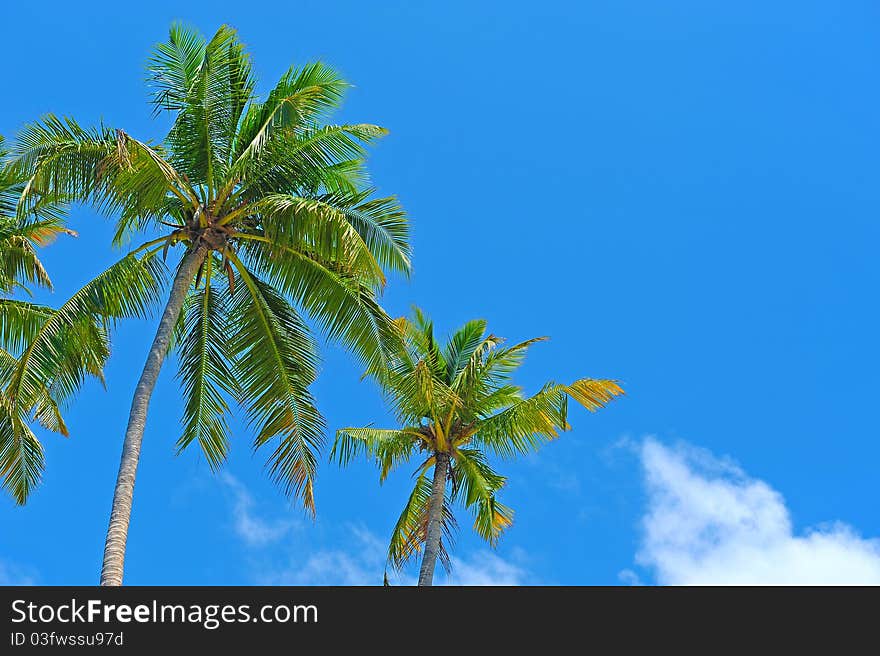 Palm Trees against the sky