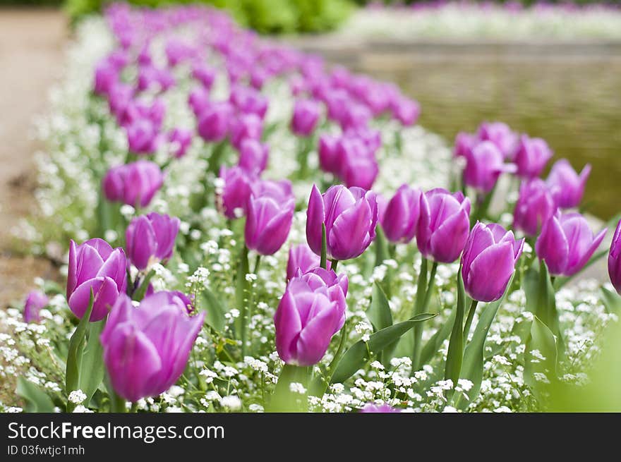 Magenta tulip path of spring