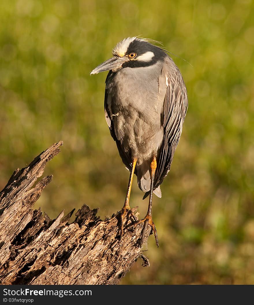 Yellow Crowned Night Heron