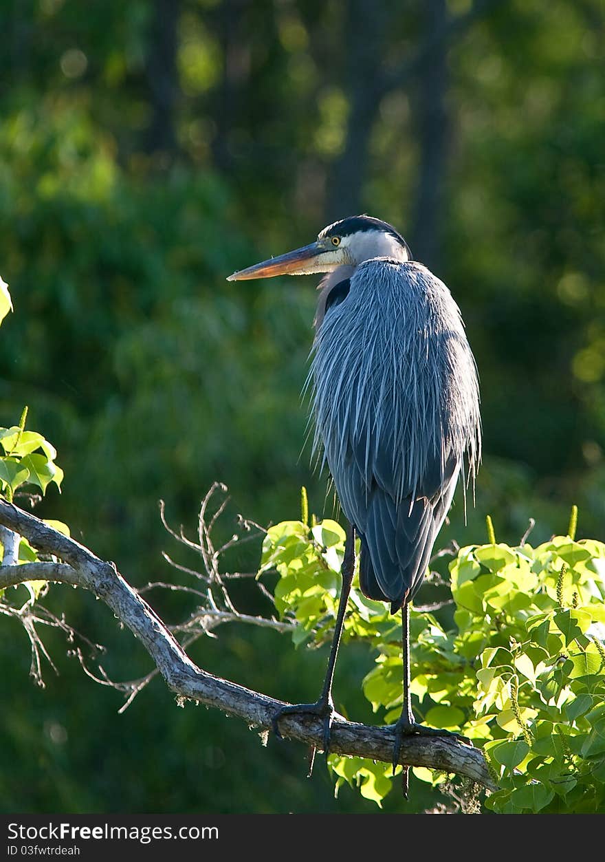 Great Blue Heron