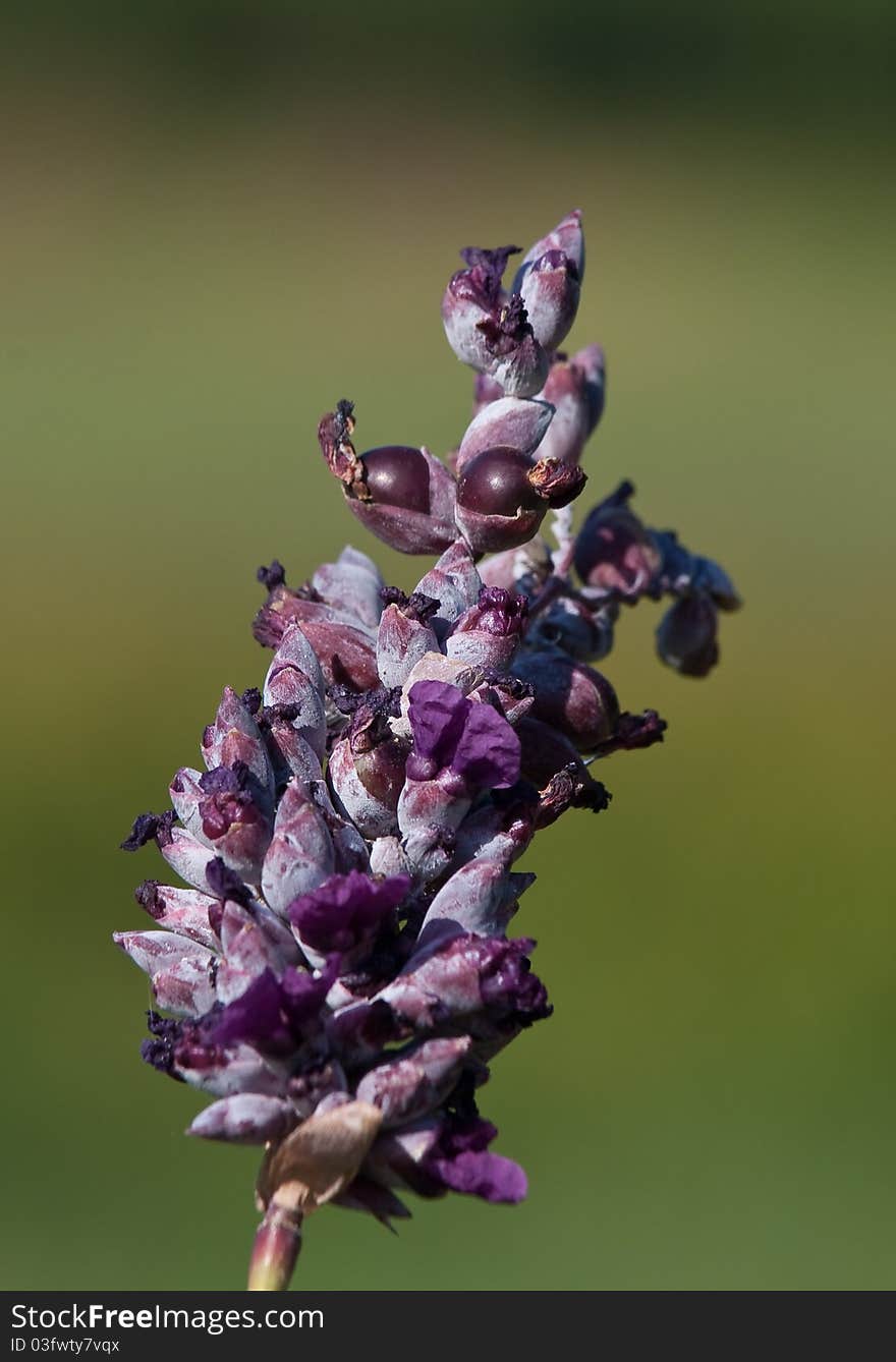 Purple flower with a blurred green background. Purple flower with a blurred green background